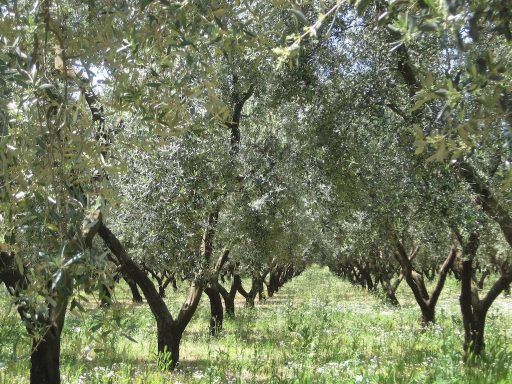 Terreamare Agriturismo Porto Cesareo Buitenkant foto